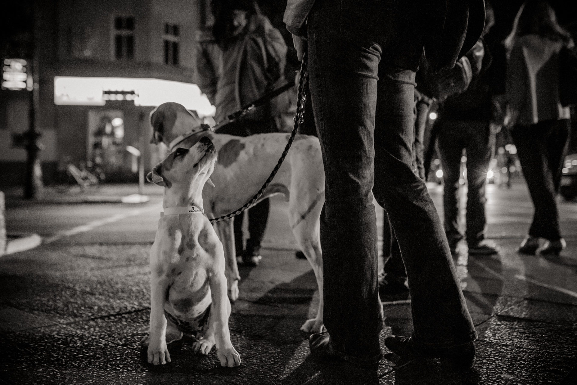 dog photographer berlin-american bulldog puppy-pet photographer-natural dog portrait-berlin with dogs-underground tram dogs berlin