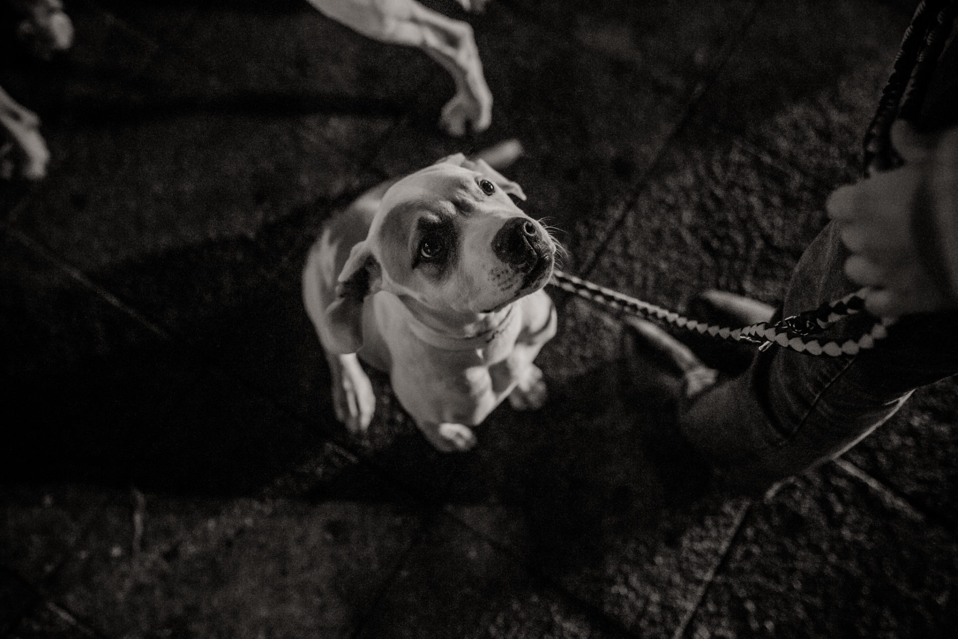 dog photographer berlin-american bulldog puppy-pet photographer-natural dog portrait-berlin with dogs-underground tram dogs berlin