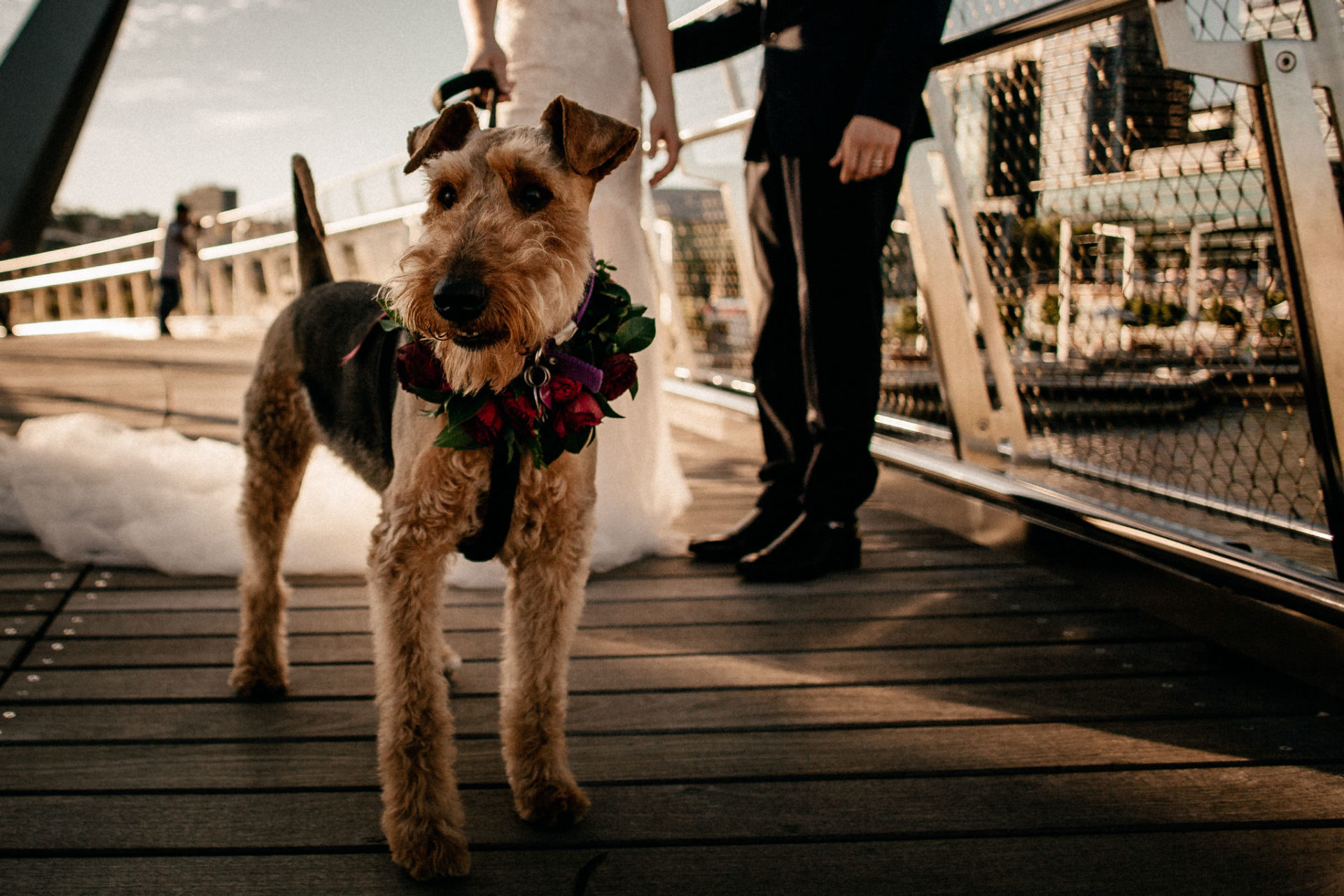 Perth Wedding Photographer-71 Wedding photographer Perth-solo merav gown-elegant city wedding with dog