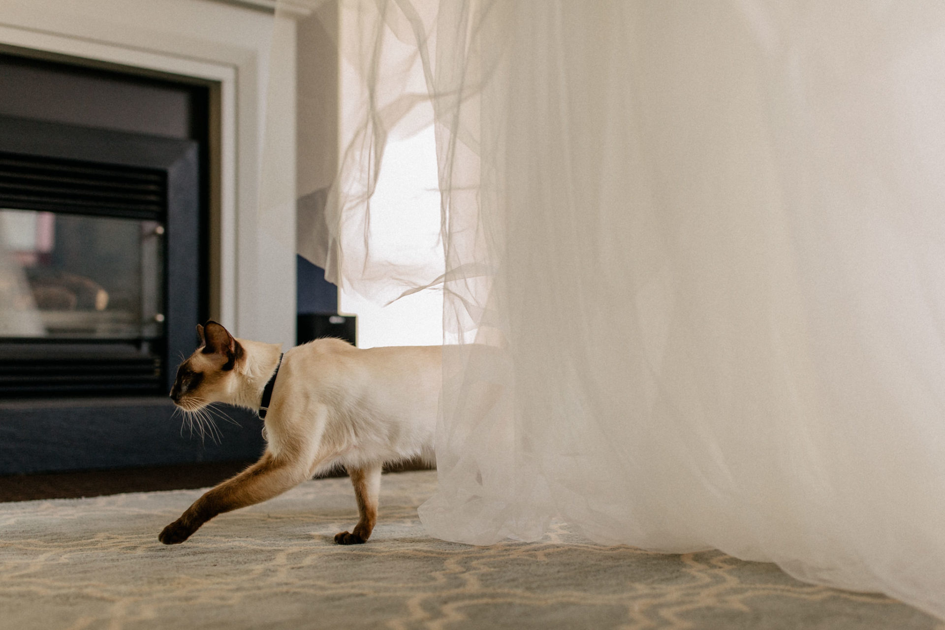 Perth Wedding Photographer-8 Wedding photographer Perth-getting ready bride-cats at weddings